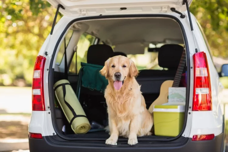 Dog in the Car