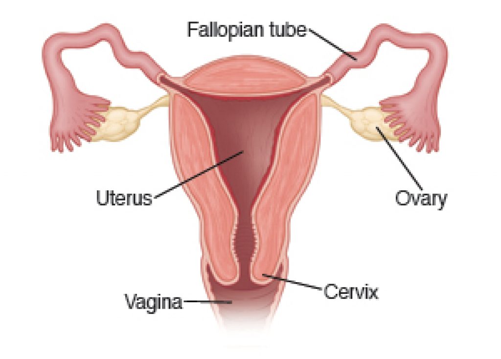 How Long Can TRICHOMONIASIS be Dormant in a WOMAN?: 